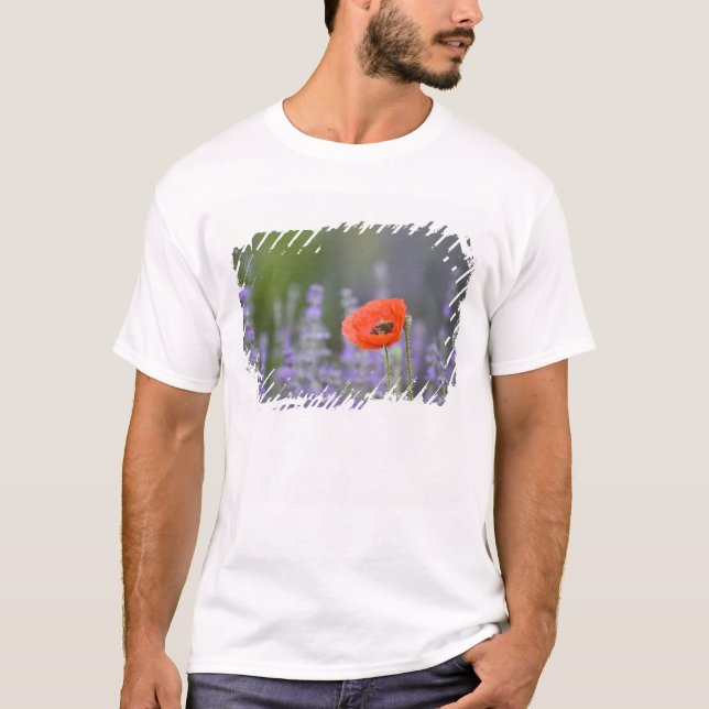 France, Provence. Lone poppy in field of T-Shirt (Front)