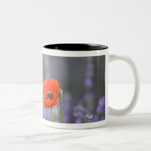 France, Provence. Lone poppy in field of Two-Tone Coffee Mug
