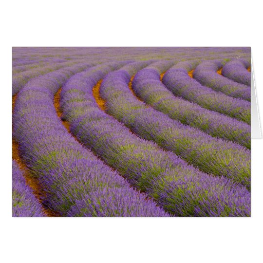 France, Provence region. Curved rows of Card