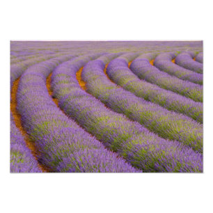 France, Provence region. Curved rows of Photo Print