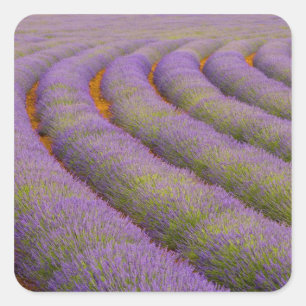 France, Provence region. Curved rows of Square Sticker