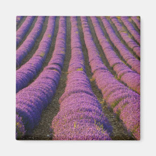 France, Provence Region. Orderly rows of Magnet