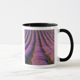 France, Provence Region. Orderly rows of Mug
