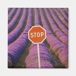 France, Provence. Rows of lavender and stop Magnet