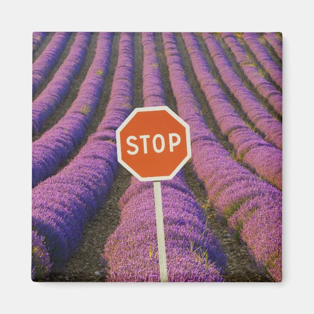 France, Provence. Rows of lavender and stop Magnet (Front)