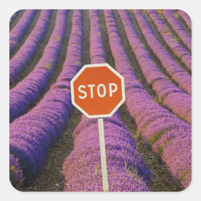 France, Provence. Rows of lavender and stop Square Sticker (Front)