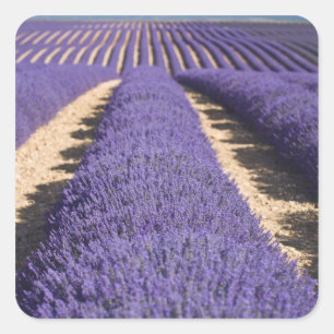 France, Provence. Rows of lavender in bloom. 3 Square Sticker