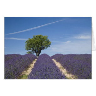 France, Provence. Rows of lavender in bloom. 4