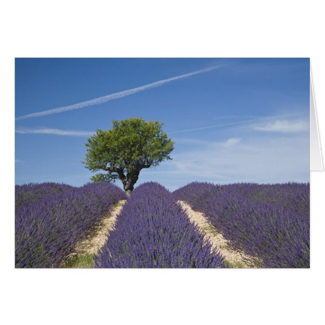 France, Provence. Rows of lavender in bloom. 4 (Front Horizontal)