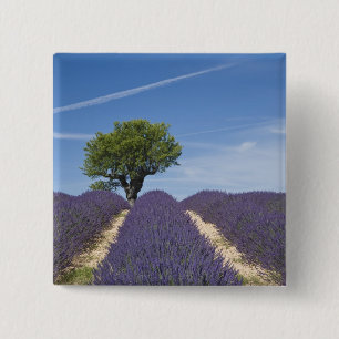 France, Provence. Rows of lavender in bloom. 4 15 Cm Square Badge