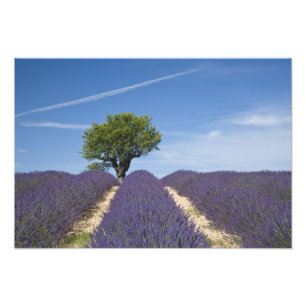 France, Provence. Rows of lavender in bloom. 4 Photo Print