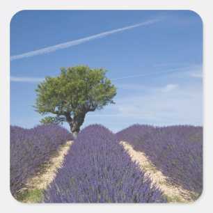 France, Provence. Rows of lavender in bloom. 4 Square Sticker