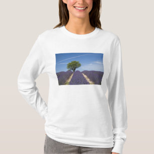 France, Provence. Rows of lavender in bloom. 4 T-Shirt