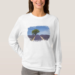 France, Provence. Rows of lavender in bloom. 4 T-Shirt