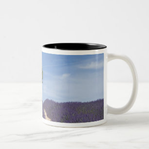 France, Provence. Rows of lavender in bloom. 4 Two-Tone Coffee Mug