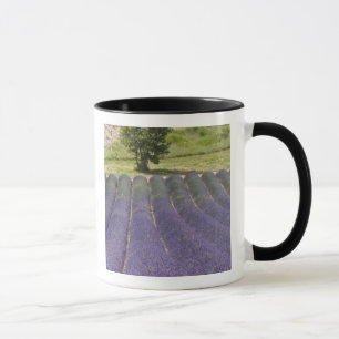 France, Provence. Rows of lavender in bloom. Mug