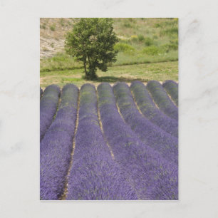France, Provence. Rows of lavender in bloom. Postcard