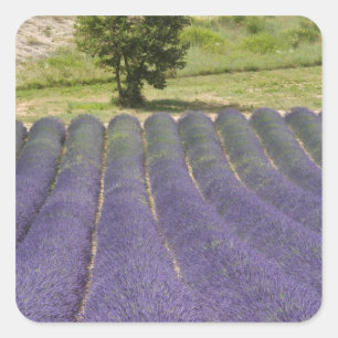 France, Provence. Rows of lavender in bloom. Square Sticker