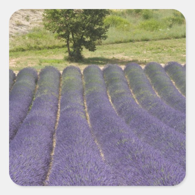 France, Provence. Rows of lavender in bloom. Square Sticker (Front)