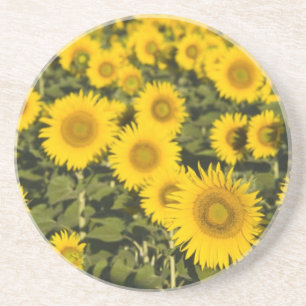 France, Provence, Valensole. Field of Coaster