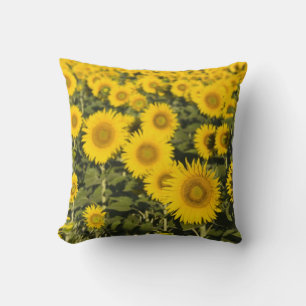 France, Provence, Valensole. Field of Cushion