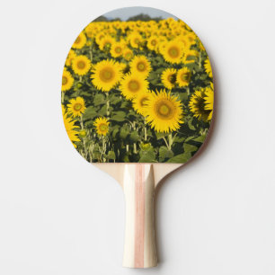 France, Provence, Valensole. Field of Ping Pong Paddle