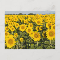 France, Provence, Valensole. Field of