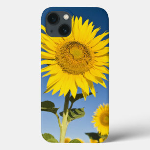 France, Provence, Valensole. Sunflowers stand iPhone 13 Case
