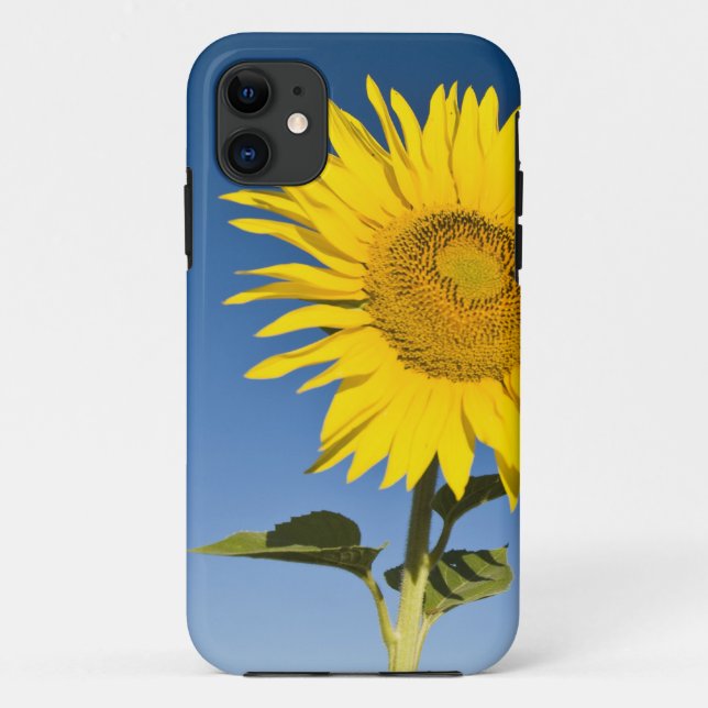France, Provence, Valensole. Sunflowers stand Case-Mate iPhone Case (Back)