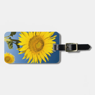 France, Provence, Valensole. Sunflowers stand Luggage Tag
