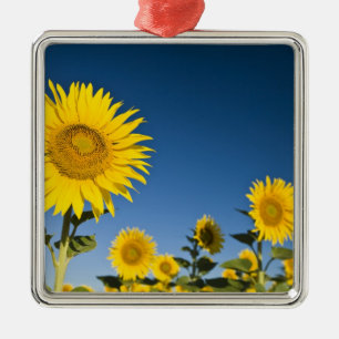 France, Provence, Valensole. Sunflowers stand Metal Ornament