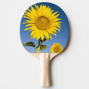 France, Provence, Valensole. Sunflowers stand Ping Pong Paddle