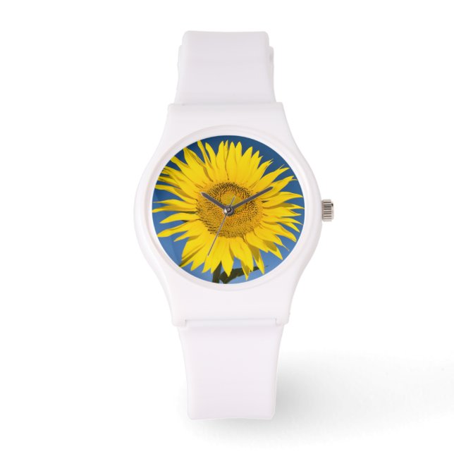 France, Provence, Valensole. Sunflowers stand Watch (Front)