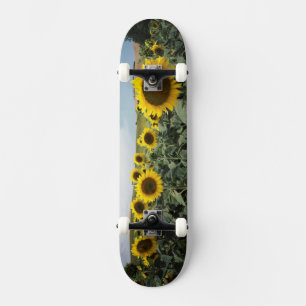 France Provence, View of sunflowers field Skateboard