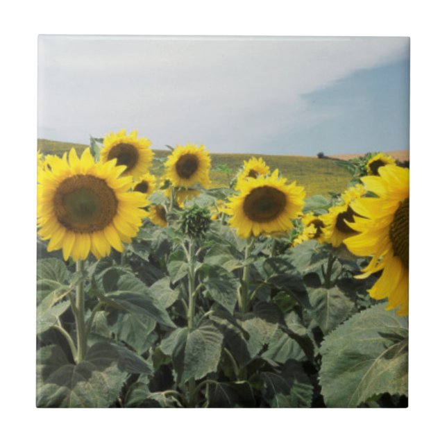 France Provence, View of sunflowers field Tile (Front)