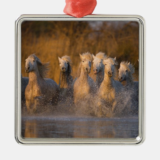 France, Provence. White Camargue horses Metal Tree Decoration (Front)