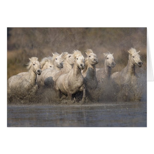 France, Provence. White Camargue horses running (Front Horizontal)