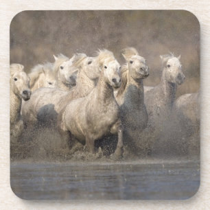 France, Provence. White Camargue horses running Coaster