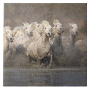 France, Provence. White Camargue horses running Tile