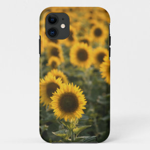 France, Vaucluse, sunflowers field iPhone 11 Case