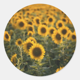 France, Vaucluse, sunflowers field Classic Round Sticker