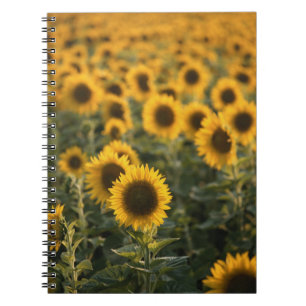 France, Vaucluse, sunflowers field Notebook