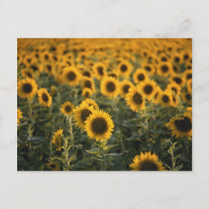 France, Vaucluse, sunflowers field Postcard