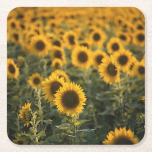 France, Vaucluse, sunflowers field Square Paper Coaster
