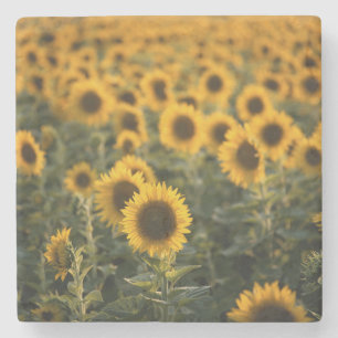 France, Vaucluse, sunflowers field Stone Coaster