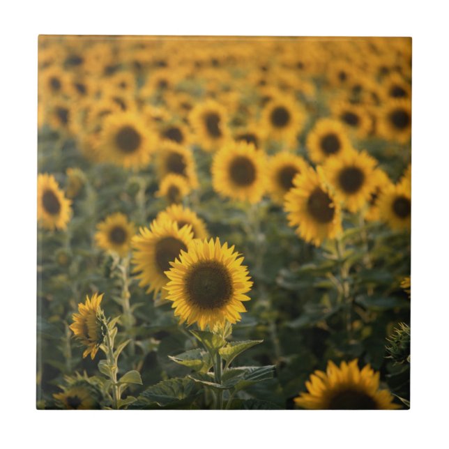 France, Vaucluse, sunflowers field Tile (Front)