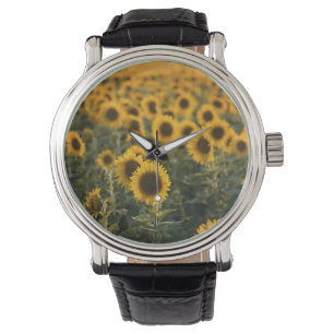 France, Vaucluse, sunflowers field Watch