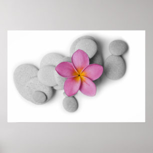 Frangipani and Pebbles Poster