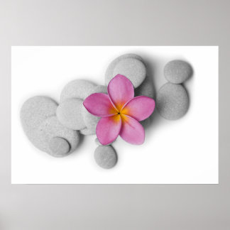 Frangipani and Pebbles Poster
