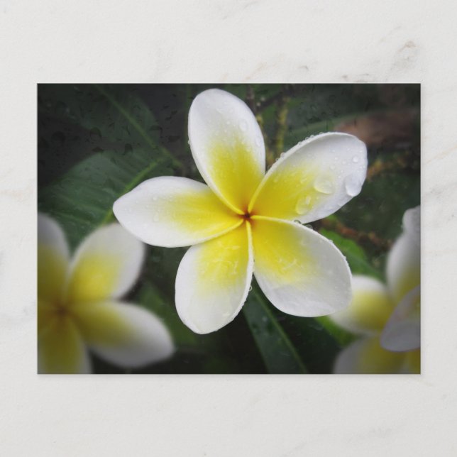 Frangipani And Raindrops Postcard (Front)